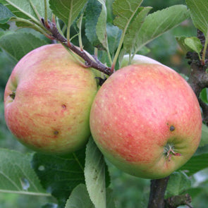James Grieve on P60 Rootstock - Malus Domestica 'James Grieve'