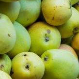 Kansler Apple on Antonovka Rootstock - Malus Domestica 'Kansler'