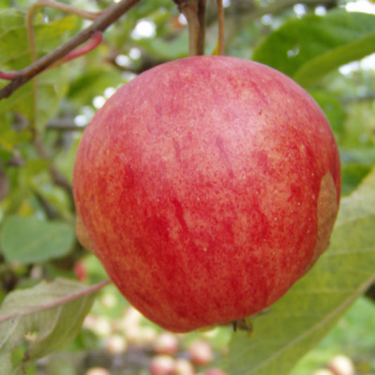 Katy Apple- Malus Domestica 'Katy (Katja)'