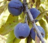King of Damson Pflaume