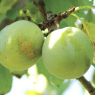 Reine Claude de Brahy (de Bavay) Plommon