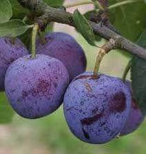 Violette Reine Claude Prune - Prunus Domestica 'Violette Reine Claude'