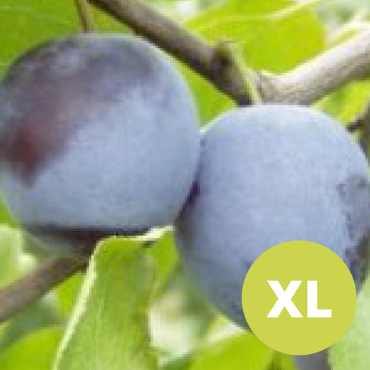 Rivers Early Prolific – Stort Plommonträd