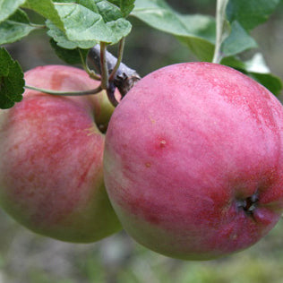 Pommier Rött Kaneläpple sur porte-greffe Antonovka Grundstam - Malus Domestica 'Rött Kanel'
