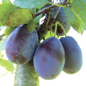 Stanley Prune - Prunus Domestica 'Spilling'