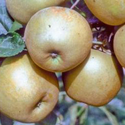 St Edmunds Pippin Pomme- Malus Domestica 'St Edmunds Pippin'