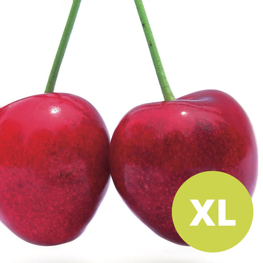 Stella – Grand Cerisier - Prunus Avaium 'Stella'