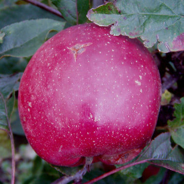 Summerred III – Stort Äppleträd