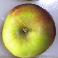 Sunrise Pomme - Malus Domestica 'Sunrise'