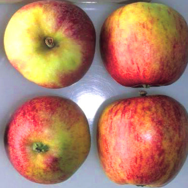 Sylvia Pomme - Malus Domestica 'Sylvia'