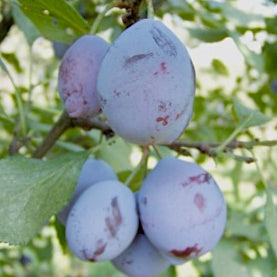 Pruneau anglais précoce (Tidigt Engelskt Sviskon) - Prunus Domestica 'Pruneau anglais précoce'