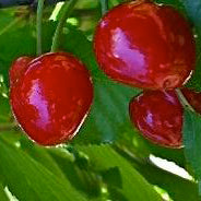 Van Kirsche