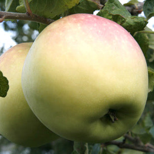 Venus II – Stort Äppleträd