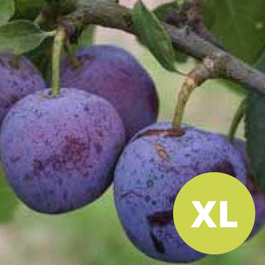 Violet Reine Claude – Grand Prunier - Prunus Domestica 'Violette Reine Claude'