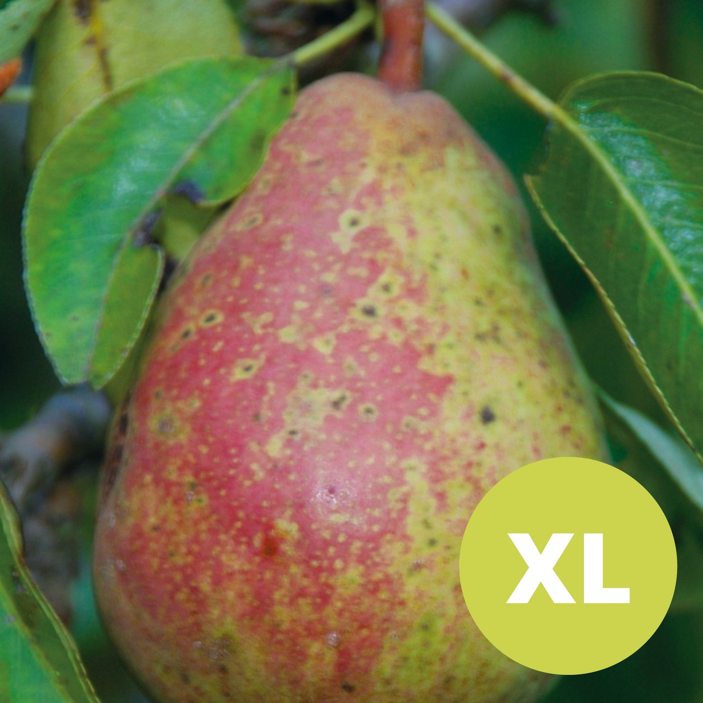 Poire Williams - Grand Poirier - Pyrus Communis 'Williamspäron'