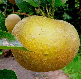 Egremont Russet Äpple på Antonovka Grundstam