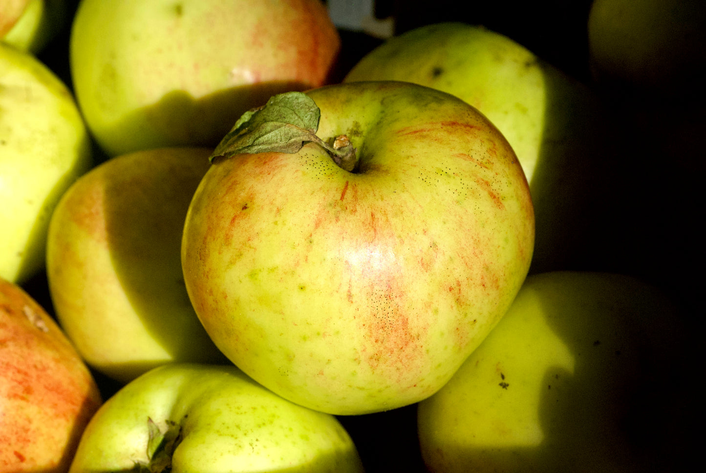 Gråsten, Gult Äpple på Antonovka grundstam