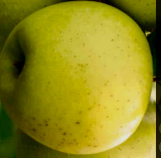 Coulon Äpple på Antonovka Grundstam - Malus Domestica 'Coulon'