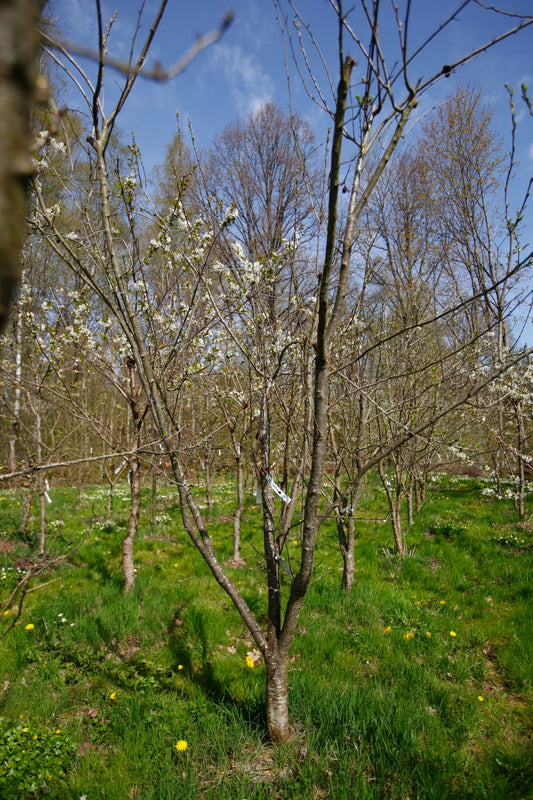 Althans Reine Claude I – Stort Plommonträd