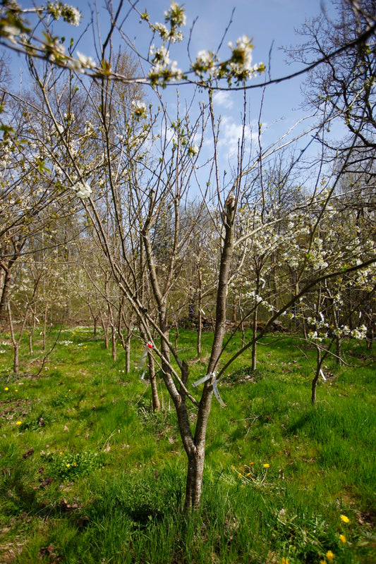 Althans Reine Claude II – Stort Plommonträd