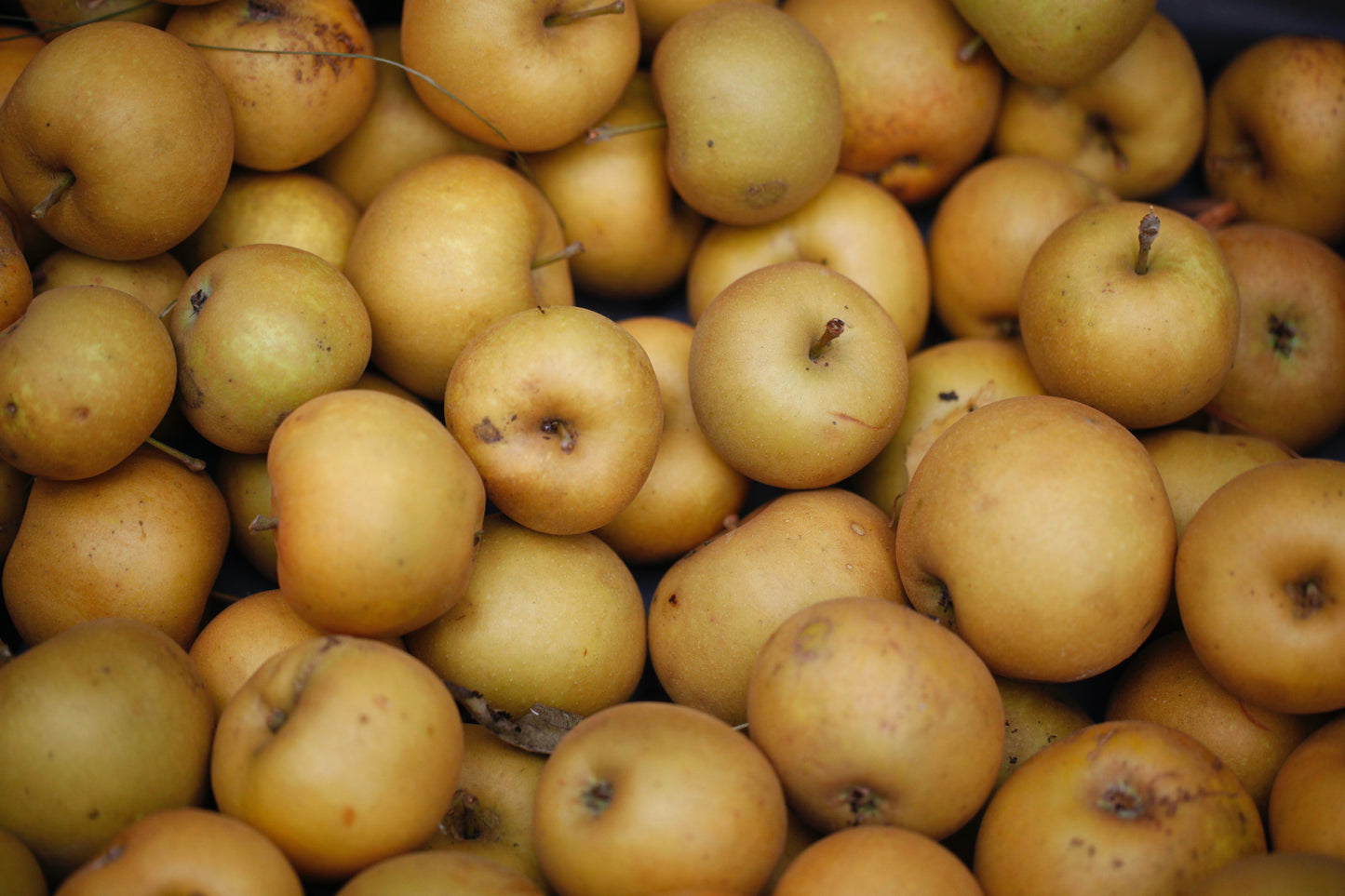 Early Golden Russet Äpple (40 – 80 cm) på Antonovka