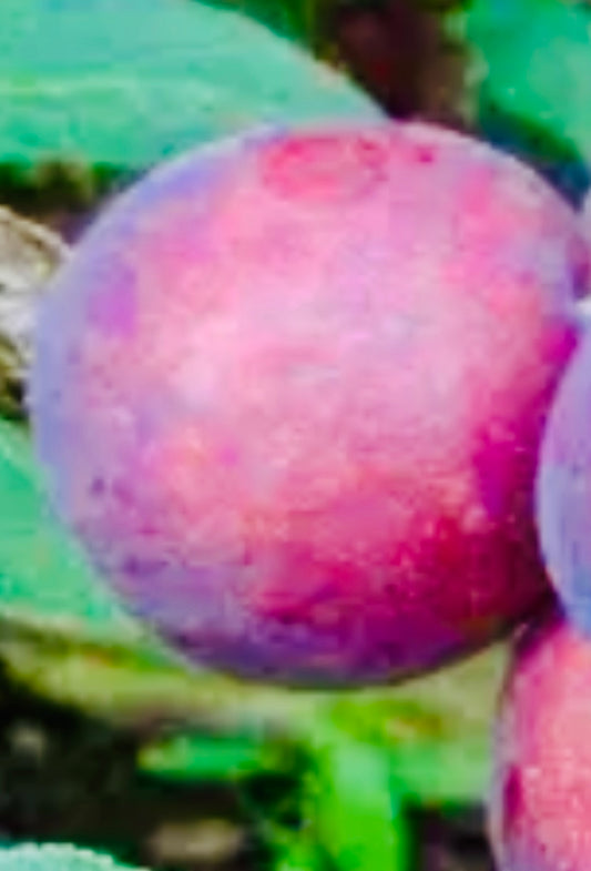 IVE Plommon - Prunus Domestica 'IVE'