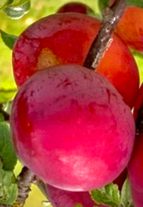 Komet Plommon - Prunus Domestica 'Komet'