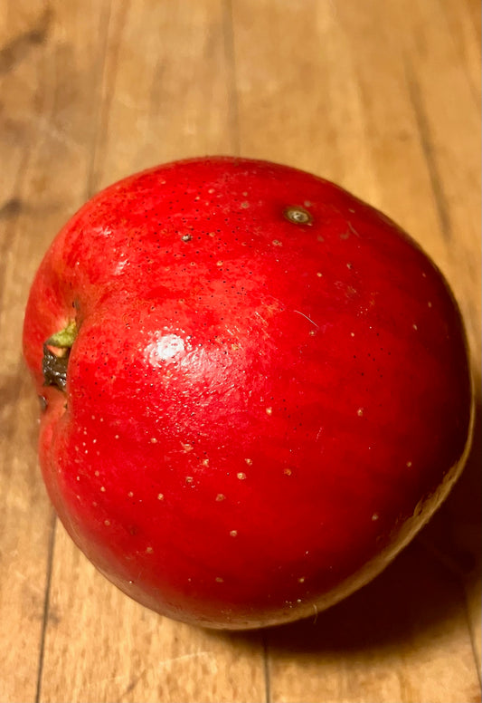 Jern Äpple på Antonovka Grundstam - Malus Domestica 'Jern'