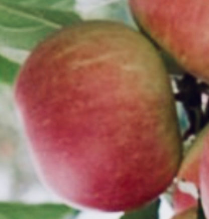 Elstar Äpple på Antonovka Grundstam - Malus Domestica 'Elstar'