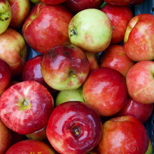 Spartan Äpple på Antonovka Grundstam