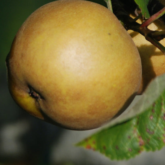 Early Golden Russet Äpple (40 – 80 cm) på Antonovka