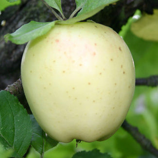 Langeland White Pigeon Äpple på P60 grundstam