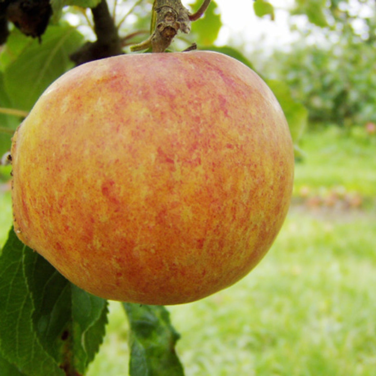 Cox's Orange Äpple på Antonokva Grundstam