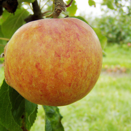 Cox's Orange Äpple på Antonokva Grundstam