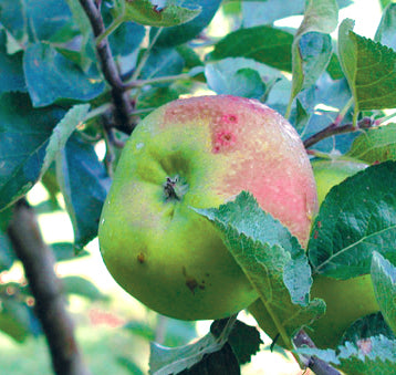 Bramley Äpple på Antonvoka Grundstam