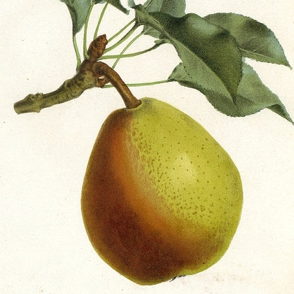 Coloreé de Julliet Päron