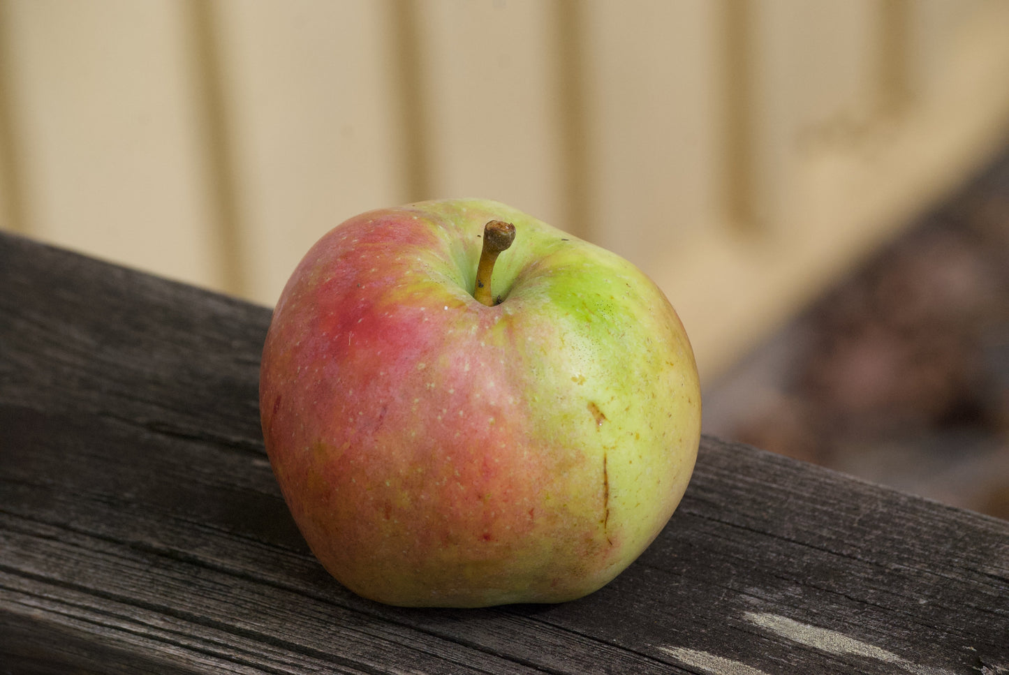 Fillippa Äpple på Antonovka Grundstam