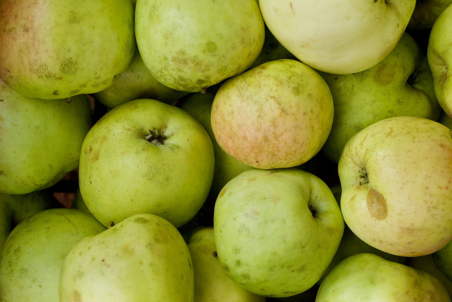 Fillippa Äpple på Antonovka Grundstam