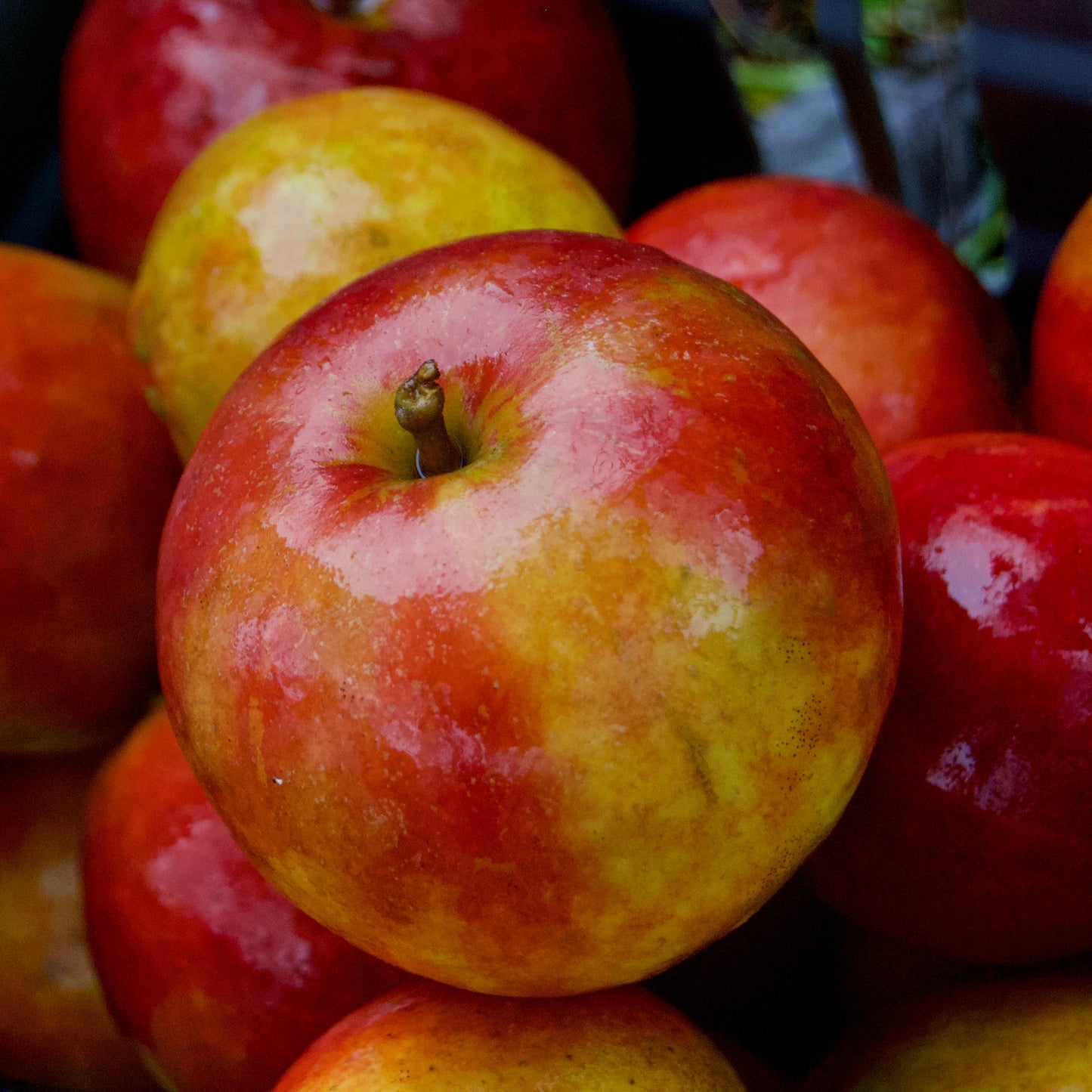 Holsteiner Cox Äpple på P60 Grundstam