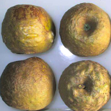 Knobby Russet Äpple på Antonovka Grundstam