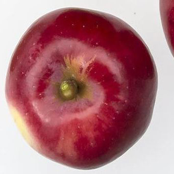 Purpurella Äpple