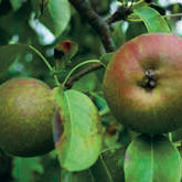 Röd Höstbergamot Poire